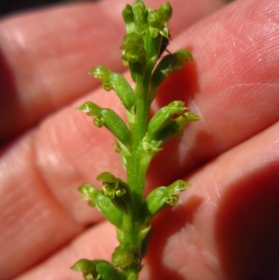 Microtis parviflora (Slender Onion Orchid) at Cook, ACT - 13 Dec 2016 by CathB