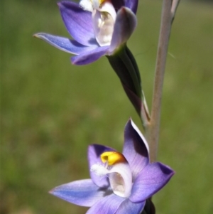 Thelymitra sp. at Cook, ACT - suppressed