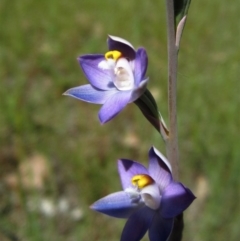 Thelymitra sp. at Cook, ACT - suppressed