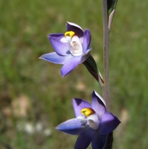 Thelymitra sp. at Cook, ACT - suppressed