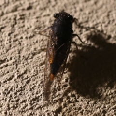 Yoyetta robertsonae (Clicking Ambertail) at O'Connor, ACT - 28 Dec 2016 by ibaird