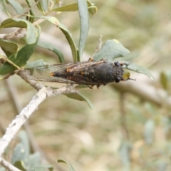 Yoyetta robertsonae at O'Connor, ACT - 29 Dec 2016