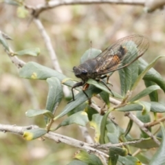 Yoyetta robertsonae at O'Connor, ACT - 29 Dec 2016