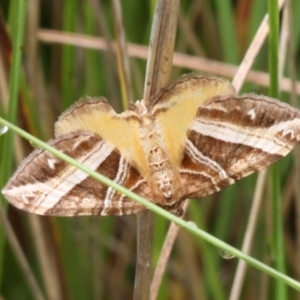 Chrysolarentia conifasciata at Tennent, ACT - 23 Jan 2016