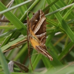 Chrysolarentia conifasciata at Tennent, ACT - 23 Jan 2016