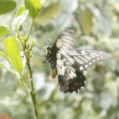 Papilio anactus (Dainty Swallowtail) at O'Connor, ACT - 30 Dec 2016 by ibaird