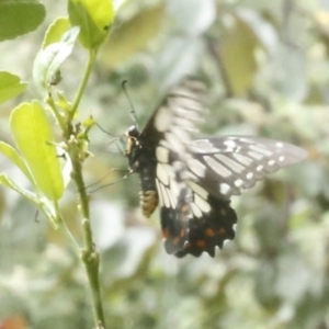 Papilio anactus at O'Connor, ACT - 30 Dec 2016 12:00 AM