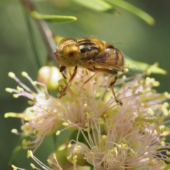 Eristalinus punctulatus (Golden Native Drone Fly) at O'Connor, ACT - 10 Dec 2016 by David