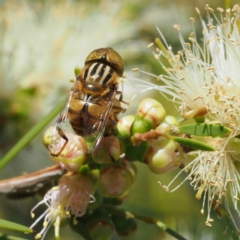 Eristalinus punctulatus at O'Connor, ACT - 11 Dec 2016 10:19 AM