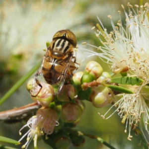 Eristalinus punctulatus at O'Connor, ACT - 11 Dec 2016 10:19 AM