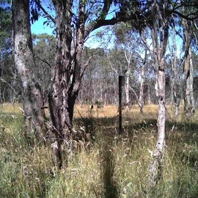 Unidentified at Mulligans Flat - 30 Dec 2016 by MulligansFlat1