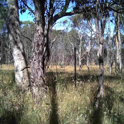 Unidentified at Mulligans Flat - 30 Dec 2016 by MulligansFlat1