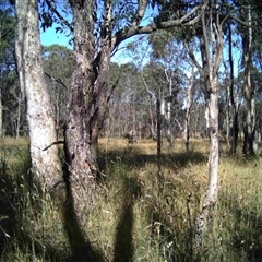 Unidentified at Mulligans Flat - 30 Dec 2016 by MulligansFlat1