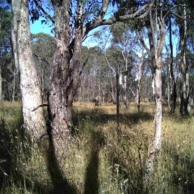 Unidentified at Mulligans Flat - 30 Dec 2016 by MulligansFlat1