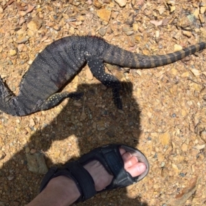 Varanus rosenbergi at Greenleigh, NSW - 22 Dec 2016