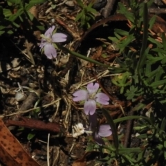 Epilobium sp. (A Willow Herb) at Paddys River, ACT - 31 Dec 2016 by JohnBundock