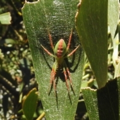 Araneinae (subfamily) (Orb weaver) at Tidbinbilla Nature Reserve - 31 Dec 2016 by JohnBundock