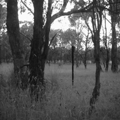 Unverified at Mulligans Flat - 31 Dec 2016 by MulligansFlat1