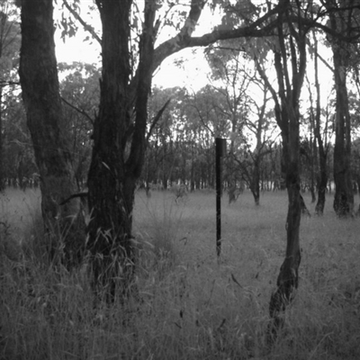Unverified at Mulligans Flat - 31 Dec 2016 by MulligansFlat1