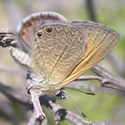 Nacaduba biocellata (Two-spotted Line-Blue) at Goorooyarroo NR (ACT) - 30 Dec 2016 by MatthewFrawley