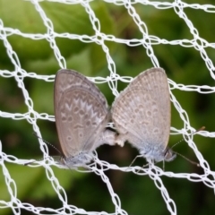 Zizina otis (Common Grass-Blue) at Isaacs, ACT - 1 Jan 2017 by SkyFire747