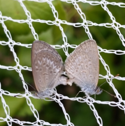 Zizina otis (Common Grass-Blue) at Isaacs, ACT - 1 Jan 2017 by SkyFire747