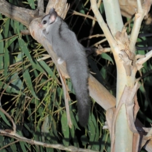 Petaurus notatus at Greenleigh, NSW - 19 Nov 2015