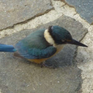 Todiramphus sanctus at Greenleigh, NSW - 13 Oct 2016