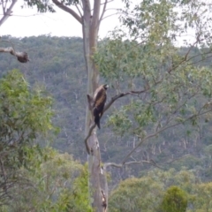 Aquila audax (Wedge-tailed Eagle) at Greenleigh, NSW - 26 Jan 2015 by CCPK