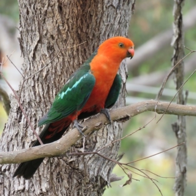 Alisterus scapularis (Australian King-Parrot) at Greenleigh, NSW - 9 Jan 2016 by CCPK