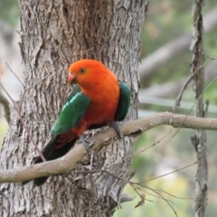 Alisterus scapularis at Greenleigh, NSW - 9 Jan 2016