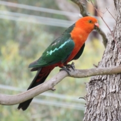 Alisterus scapularis at Greenleigh, NSW - 9 Jan 2016