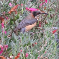 Acanthorhynchus tenuirostris (Eastern Spinebill) at Greenleigh, NSW - 11 Jan 2016 by CCPK