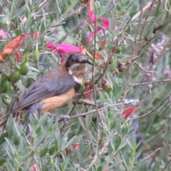 Acanthorhynchus tenuirostris at Greenleigh, NSW - 11 Jan 2016