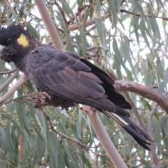 Zanda funerea (Yellow-tailed Black-Cockatoo) at Greenleigh, NSW - 15 Jan 2016 by CCPK