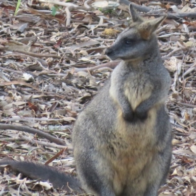 Wallabia bicolor (Swamp Wallaby) at Greenleigh, NSW - 3 Jun 2016 by CCPK