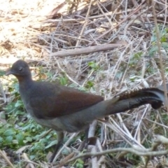 Menura novaehollandiae (Superb Lyrebird) at Greenleigh, NSW - 23 Aug 2016 by CCPK