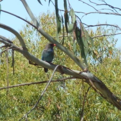 Eurystomus orientalis (Dollarbird) at Greenleigh, NSW - 3 Dec 2016 by CCPK