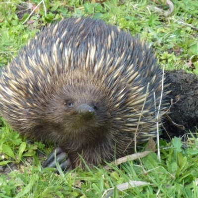 Tachyglossus aculeatus (Short-beaked Echidna) at Greenleigh, NSW - 16 Sep 2014 by CCPK
