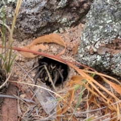 Tasmanicosa sp. (genus) (Tasmanicosa wolf spider) at McQuoids Hill - 1 Jan 2017 by HelenCross