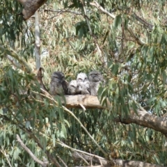 Podargus strigoides (Tawny Frogmouth) at Greenleigh, NSW - 9 Nov 2010 by CCPK