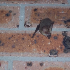 Nyctophilus geoffroyi (Lesser Long-eared Bat) at Greenleigh, NSW - 25 Jun 2007 by CCPK