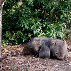 Vombatus ursinus (Common wombat, Bare-nosed Wombat) at Greenleigh, NSW - 6 Sep 2008 by CCPK