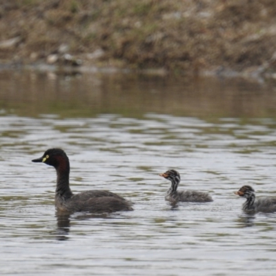 Tachybaptus novaehollandiae (Australasian Grebe) at Chapman, ACT - 25 Dec 2016 by HelenCross