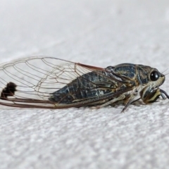 Galanga labeculata (Double-spotted cicada) at Waramanga, ACT - 31 Dec 2016 by HelenCross