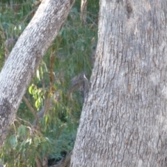 Cormobates leucophaea (White-throated Treecreeper) at Greenleigh, NSW - 12 Apr 2013 by CCPK