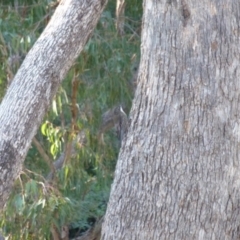 Cormobates leucophaea (White-throated Treecreeper) at Greenleigh, NSW - 11 Apr 2013 by CCPK