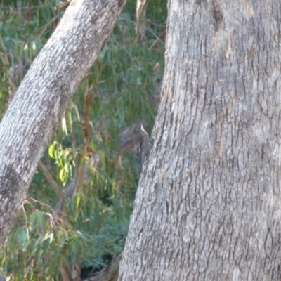 Cormobates leucophaea (White-throated Treecreeper) at Greenleigh, NSW - 11 Apr 2013 by CCPK