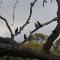 Callocephalon fimbriatum (Gang-gang Cockatoo) at Karabar, NSW - 12 Dec 2016 by CCPK