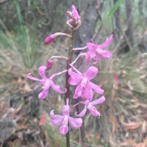 Dipodium roseum at Paddys River, ACT - 1 Jan 2017